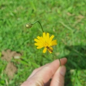 Episyrphus viridaureus at Burnside, QLD - suppressed