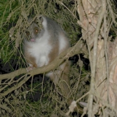 Pseudocheirus peregrinus (Common Ringtail Possum) at Freshwater Creek, VIC - 5 Aug 2023 by WendyEM