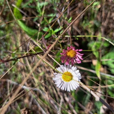 Erigeron karvinskianus (Seaside Daisy) at Mount Majura - 15 May 2024 by abread111