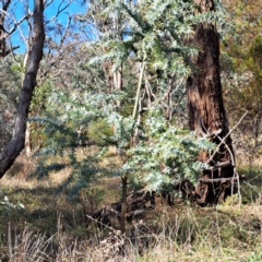 Acacia baileyana (Cootamundra Wattle, Golden Mimosa) at Mount Majura - 15 May 2024 by abread111