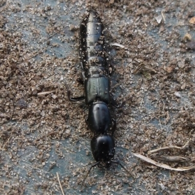 Staphylinidae (family) at WendyM's farm at Freshwater Ck. - 6 Aug 2023 by WendyEM