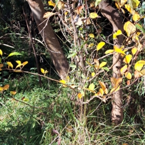 Pyrus sp. at Mount Majura - 15 May 2024