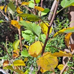 Pyrus sp. at Mount Majura - 15 May 2024