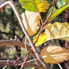 Pyrus sp. at Mount Majura - 15 May 2024