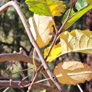 Pyrus sp. at Mount Majura - 15 May 2024