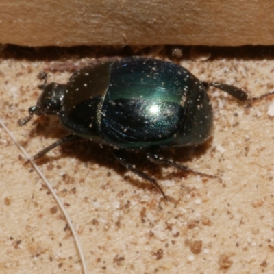 Unidentified Other beetle at Freshwater Creek, VIC - 28 Aug 2023 by WendyEM