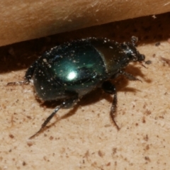 Saprinus (Saprinus) sp. (genus & subgenus) at WendyM's farm at Freshwater Ck. - 28 Aug 2023 05:33 PM