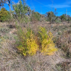 Asparagus officinalis (Asparagus) at Hackett, ACT - 15 May 2024 by abread111