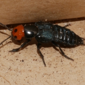 Creophilus erythrocephalus at WendyM's farm at Freshwater Ck. - 28 Aug 2023