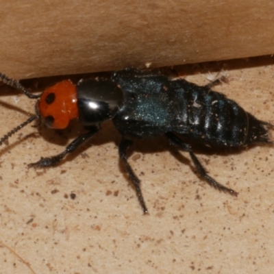 Creophilus erythrocephalus (Devil's coach horse, Rove beetle) at Freshwater Creek, VIC - 28 Aug 2023 by WendyEM