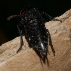 Creophilus erythrocephalus at WendyM's farm at Freshwater Ck. - 28 Aug 2023