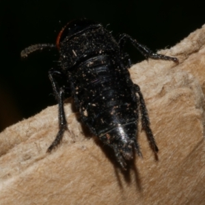 Creophilus erythrocephalus at WendyM's farm at Freshwater Ck. - 28 Aug 2023