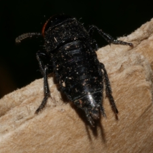 Creophilus erythrocephalus at WendyM's farm at Freshwater Ck. - 28 Aug 2023 05:36 PM