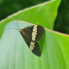 Nyctemera amicus (Senecio Moth, Magpie Moth, Cineraria Moth) at Burnside, QLD - 15 May 2024 by clarehoneydove