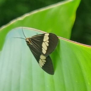 Nyctemera amicus at Burnside, QLD - 15 May 2024