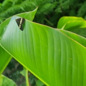 Nyctemera amicus at Burnside, QLD - 15 May 2024