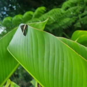 Nyctemera amicus at Burnside, QLD - 15 May 2024