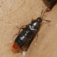 Staphylinidae (family) at WendyM's farm at Freshwater Ck. - 28 Aug 2023 by WendyEM