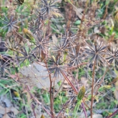 Bidens subalternans (Greater Beggars Ticks) at Molonglo River Reserve - 15 May 2024 by WalkYonder