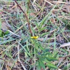 Bidens subalternans at Molonglo River Reserve - 15 May 2024 02:09 PM