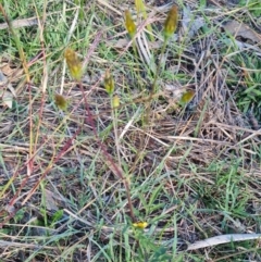 Bidens subalternans at Molonglo River Reserve - 15 May 2024