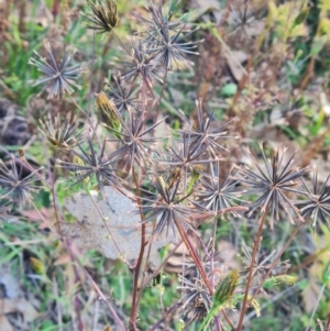 Bidens subalternans at Molonglo River Reserve - 15 May 2024