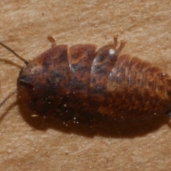 Unidentified Cockroach (Blattodea, several families) at Freshwater Creek, VIC - 28 Aug 2023 by WendyEM