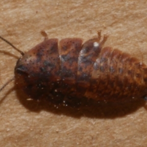 Laxta sp. (genus) at WendyM's farm at Freshwater Ck. - 28 Aug 2023 05:34 PM