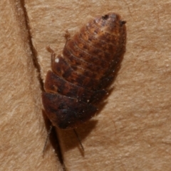 Laxta sp. (genus) at WendyM's farm at Freshwater Ck. - 28 Aug 2023 05:34 PM