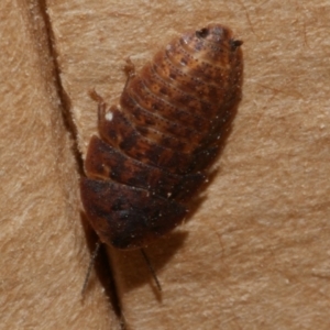 Laxta sp. (genus) at WendyM's farm at Freshwater Ck. - 28 Aug 2023 05:34 PM