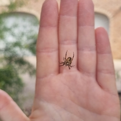 Plebs eburnus (Eastern bush orb-weaver) at Burnside, QLD - 15 May 2024 by clarehoneydove