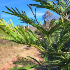 Acacia decurrens (Green Wattle) at Mount Majura - 15 May 2024 by abread111