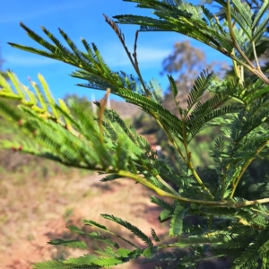 Acacia decurrens at Mount Majura - 15 May 2024