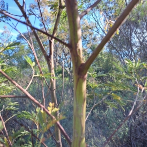Acacia decurrens at Mount Majura - 15 May 2024