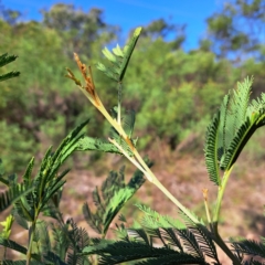 Acacia decurrens at Mount Majura - 15 May 2024