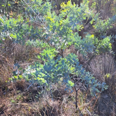 Acacia baileyana (Cootamundra Wattle, Golden Mimosa) at Mount Majura - 15 May 2024 by abread111