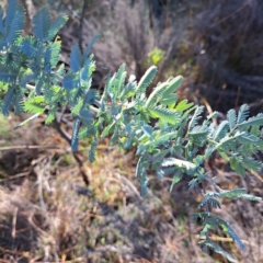 Acacia baileyana at Mount Majura - 15 May 2024 01:58 PM