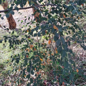 Cotoneaster glaucophyllus at Mount Ainslie - 15 May 2024