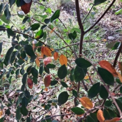 Cotoneaster glaucophyllus at Mount Ainslie - 15 May 2024