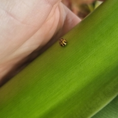 Unidentified Lady beetle (Coccinellidae) at Burnside, QLD - 15 May 2024 by clarehoneydove