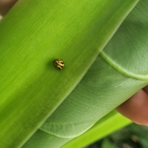 Coelophora inaequalis at Burnside, QLD - suppressed