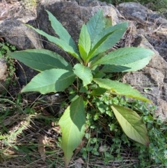 Phytolacca octandra (Inkweed) at Kenny, ACT - 15 May 2024 by SteveBorkowskis