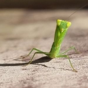 Orthodera (genus) at Burnside, QLD - 15 May 2024