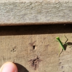 Orthodera (genus) at Burnside, QLD - 15 May 2024