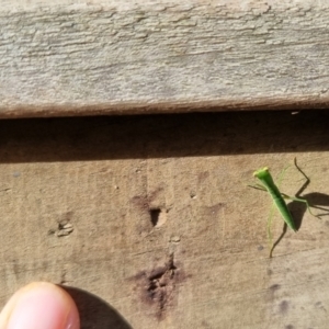 Orthodera (genus) at Burnside, QLD - 15 May 2024