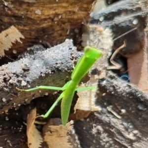 Orthodera (genus) at Burnside, QLD - suppressed