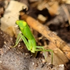 Orthodera (genus) at Burnside, QLD - 15 May 2024