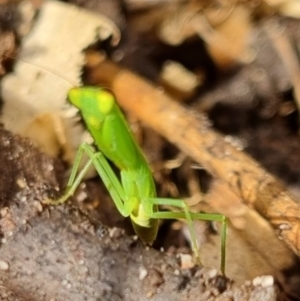 Orthodera (genus) at Burnside, QLD - 15 May 2024