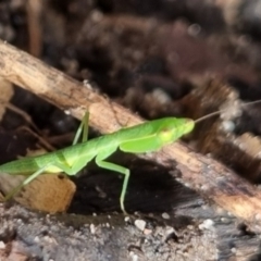 Orthodera (genus) at Burnside, QLD - 15 May 2024