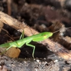 Orthodera (genus) at Burnside, QLD - 15 May 2024